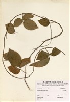 藏品(野葛)的圖片